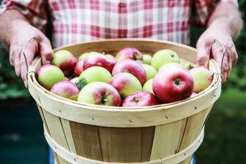 Organic apple harvest, man holding freshly harvested apples in bushel basket