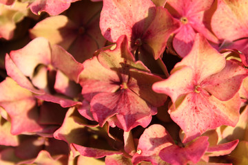 Close up of pink flowers