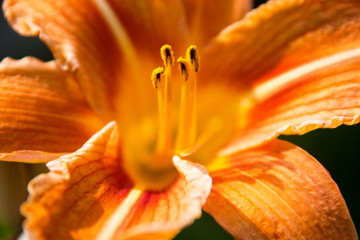Close up of orange lily