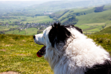 Border Collie looking into distance
