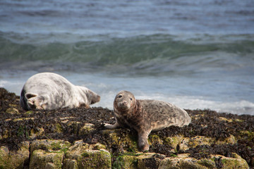 Seals at Lindisfarne
