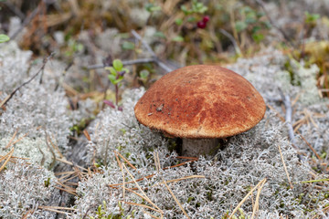 Forest mushroom Leccinum