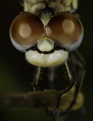 Close up of red eyed dragonfly