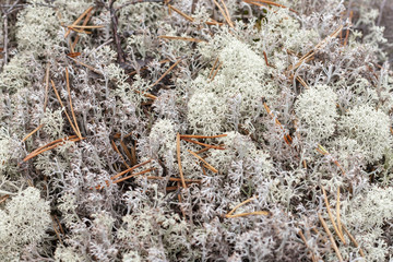 Lichen - Cladonia rangiferina.