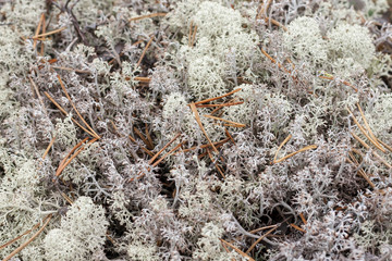 Lichen - Cladonia rangiferina.