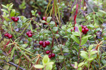 Cowberry grows in the forest.