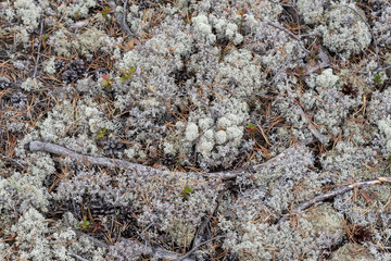 Lichen - Cladonia rangiferina.