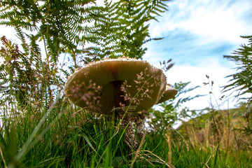 Underneath of mushroom from ground level
