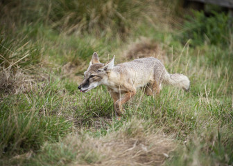 Naklejka na ściany i meble Corsac Fox in captivity