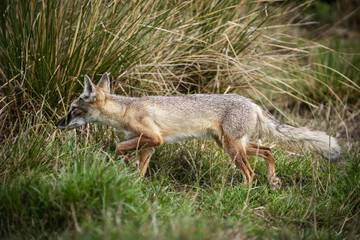 Corsac Fox in captivity