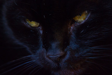 Black Cat Looking at Camera