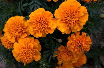Calendula officinalis.Red autumn flower