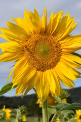 Fototapeta premium Closeup of a beautiful yellow sunflower on a sunny summer day