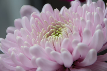 Close Up of Chrysanthemum