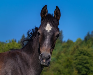 Portrait of a dark grey Arabian foal in front of blue sky 