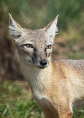 Corsac Fox in captivity