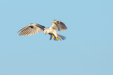 Very close view of a white-tailed kite about to strike, seen in the wild in North California