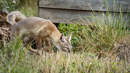 Corsac Fox in captivity
