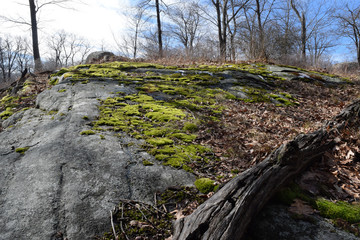 Moss, Granite and Trees on a Mountaintop