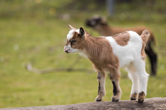Dwarf goat