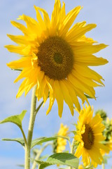 Closeup of a beautiful yellow sunflower on a sunny summer day with a blue sky in background