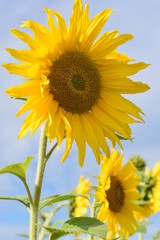 Closeup of a beautiful yellow sunflower on a sunny summer day