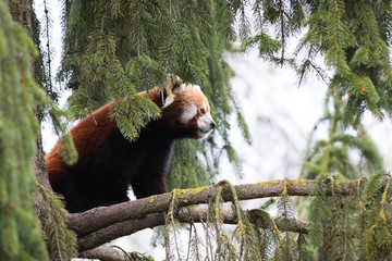Red panda