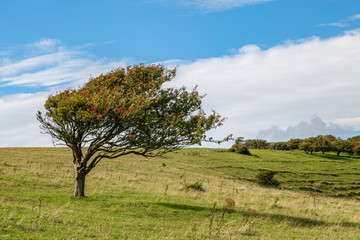 A windswept tree on a Sussex hillside, along the South Downs Way