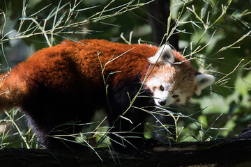 Red panda