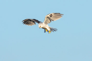 Very close view of a white-tailed kite about to strike, seen in the wild in North California