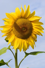 Closeup of a beautiful yellow sunflower on a sunny summer day with a blue sky in background