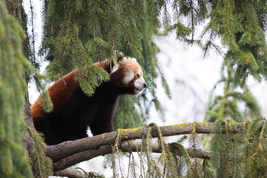 Red panda