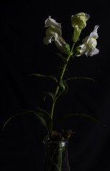 hite and Yellow Snapdragons in Vase - Black Background