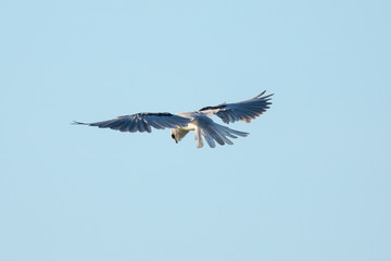 Very close view of a white-tailed kite about to strike, seen in the wild in North California