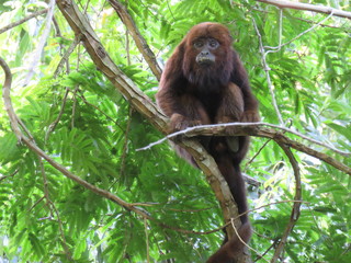  howler monkey eating and chilling out 