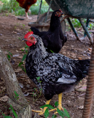 Black Rooster  Looking carefully. Black Chicken Behind Nice Rooster 