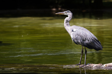 grey heron