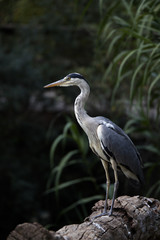 grey heron