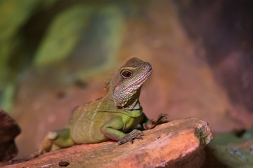 Chinese water dragon