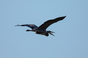 Close view of a great blue heron flying and opening his beak, seen in the wild in North California