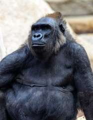 Gorilla