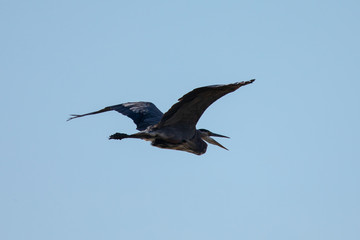 Close view of a great blue heron flying and opening his beak, seen in the wild in North California