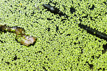 The duckweed has tightened the surface of the pond