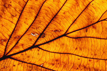 Background from an autumn leaf with streaks and cells