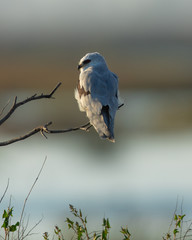 Very close view of a white-tailed kite on a bush, seen in the wild in a North California marsh
