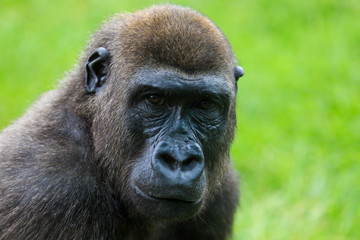 Gorilla