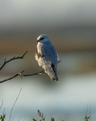 Very close view of a white-tailed kite on a bush, seen in the wild in a North California marsh