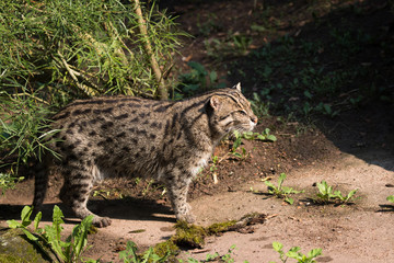 fishing cat