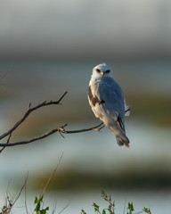 Very close view of a white-tailed kite on a bush, seen in the wild in a North California marsh
