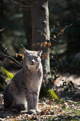 Lynx